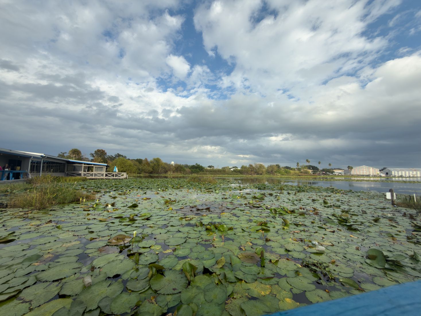 Florida wetlands and aquatic plants on a sunny day Florida wetlands and aquatic plants on a sunny day
