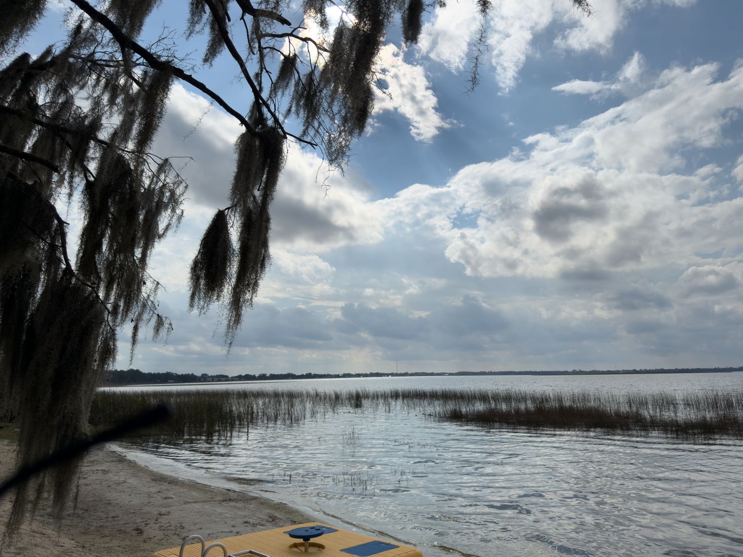 Tree-lined Florida lake and natural shoreline Tree-lined Florida lake and natural shoreline